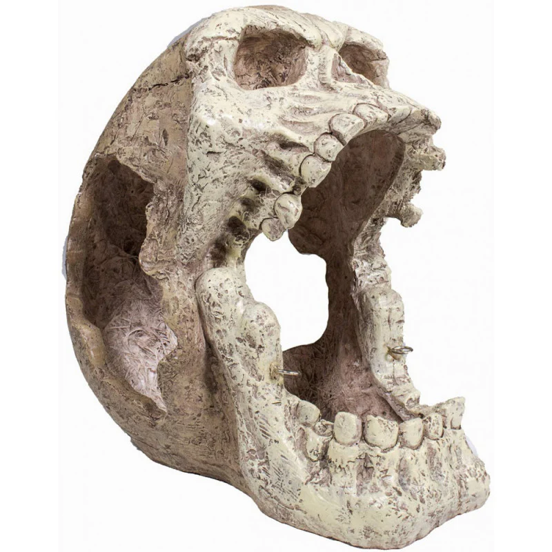 Hamac Lizard-Lounger Skull – Image 3